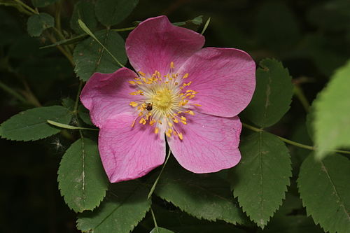 Rosa acicularis